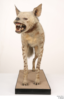 Striped Hyena Hyaena hyaena whole body 0003.jpg